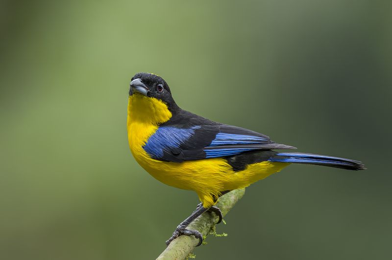 Blue-winged Mountain Tanager фото превью