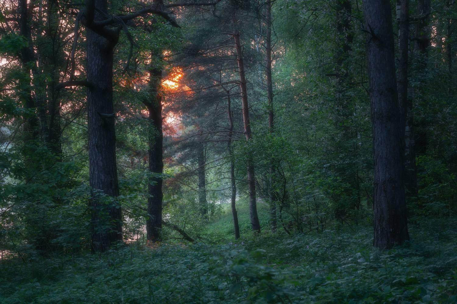 пейзаж, природа, рассвет, Московская Область, сосновий лес, Мартыненко Дмитрий