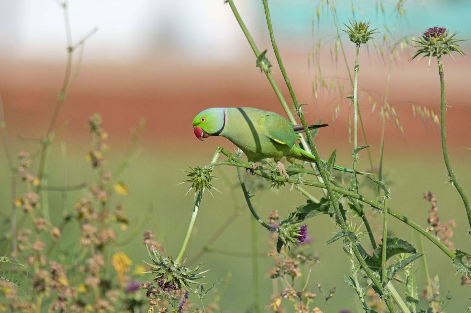 , Людмила Бекман