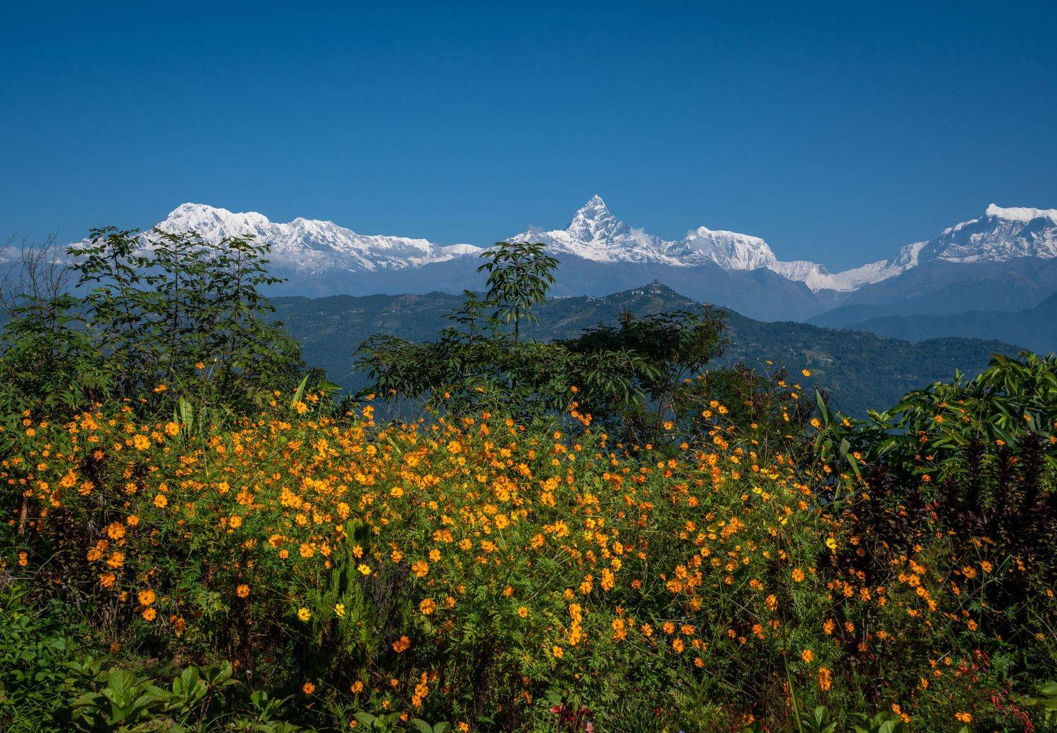 непал, гималаи, аннапурна, мачапучаре, горы, цветы, nepal, himalaya, annapurna, machapuchare, mountains, flowers, Баландин Дмитрий