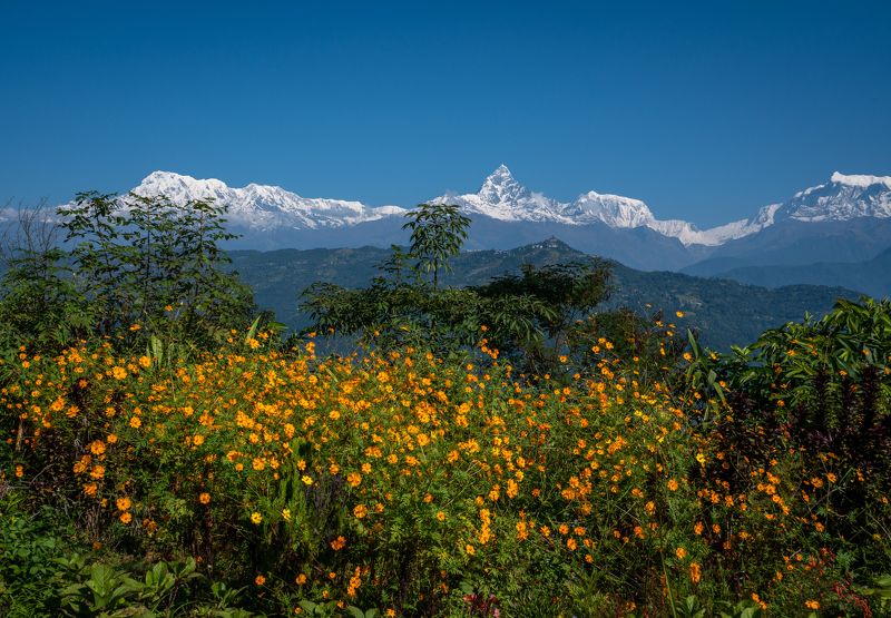 непал, гималаи, аннапурна, мачапучаре, горы, цветы, nepal, himalaya, annapurna, machapuchare, mountains, flowers  фото превью