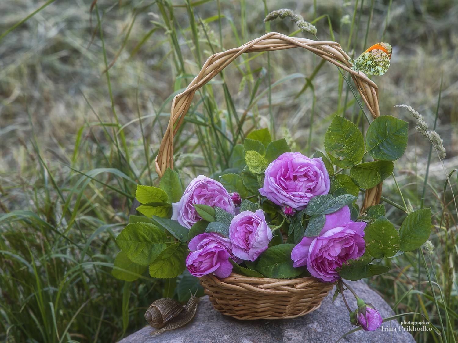 натюрморт, пленэр, дикие розы, бабочка, улитка, Приходько Ирина