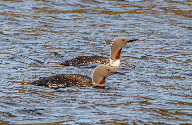 мурмаская область, териберка, птицы, краснозобые гагары Краснозобые гагары фото превью