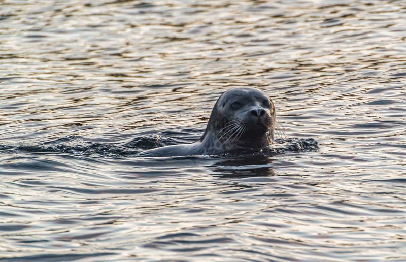 мурмаская область, териберка, тюлень Любопытный фото превью