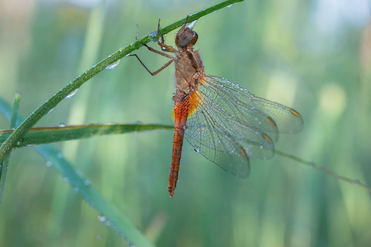 , Роман Зайцев