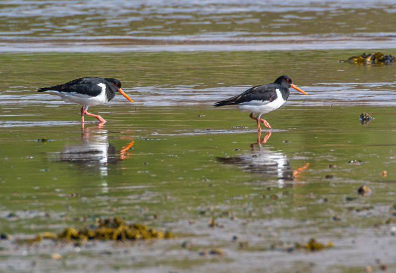 мурмаская область, териберка, птицы, кулик-сорока Кулики-сороки фото превью