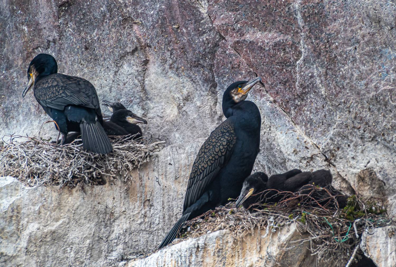 мурмаская область, териберка, птицы, баклан, Савчук Сергей