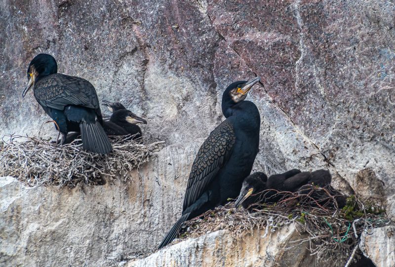 мурмаская область, териберка, птицы, баклан Бакланы фото превью