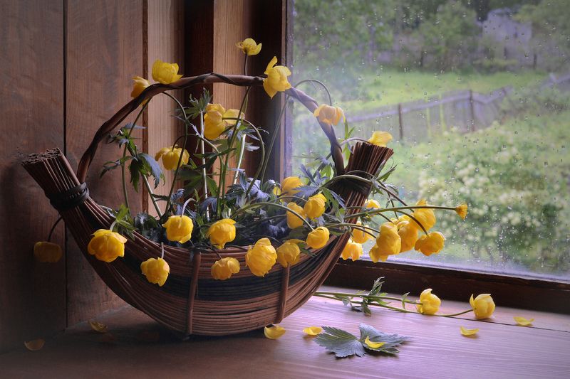 Купальницы фото превью