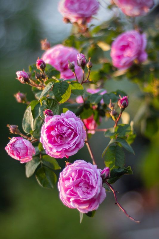 Цветущая роза 23-го фото превью