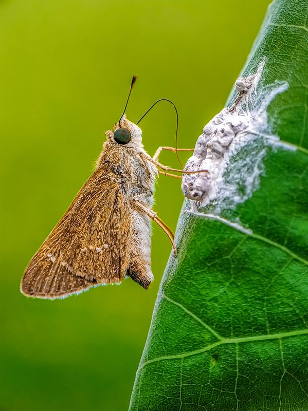 Mobile Macro Photography  фото превью