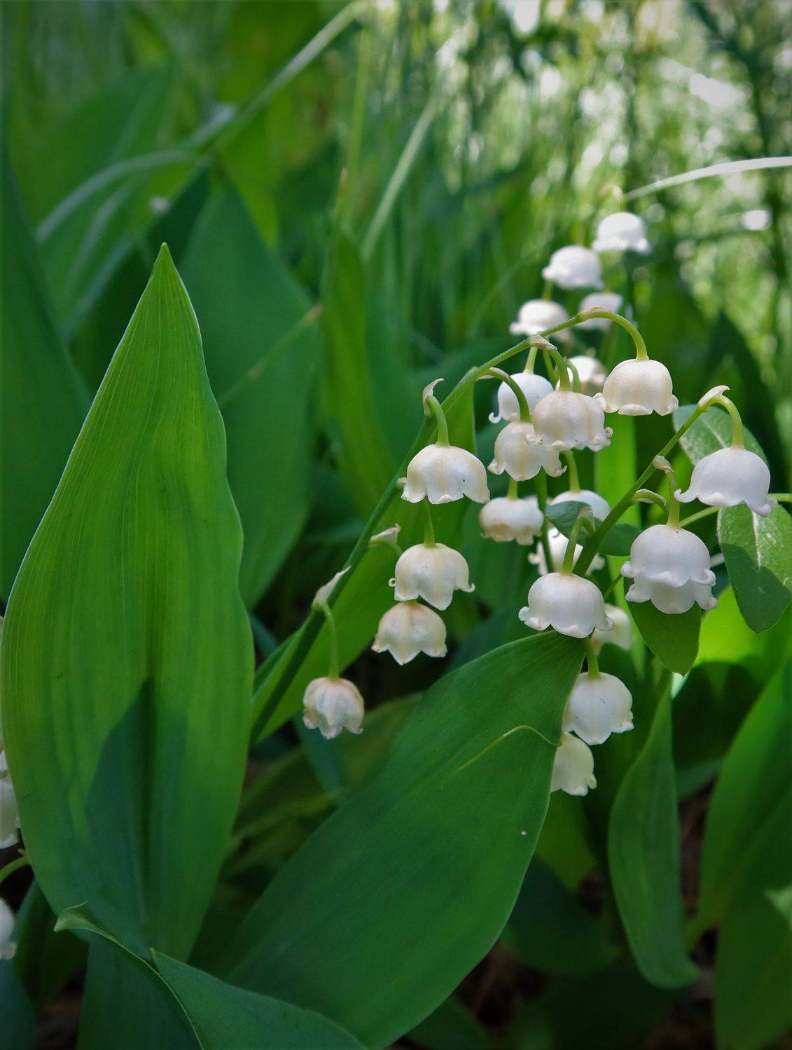 ландыши,цветы, Козлова Галина