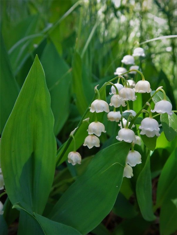 ландыши,цветы Ландыши фото превью