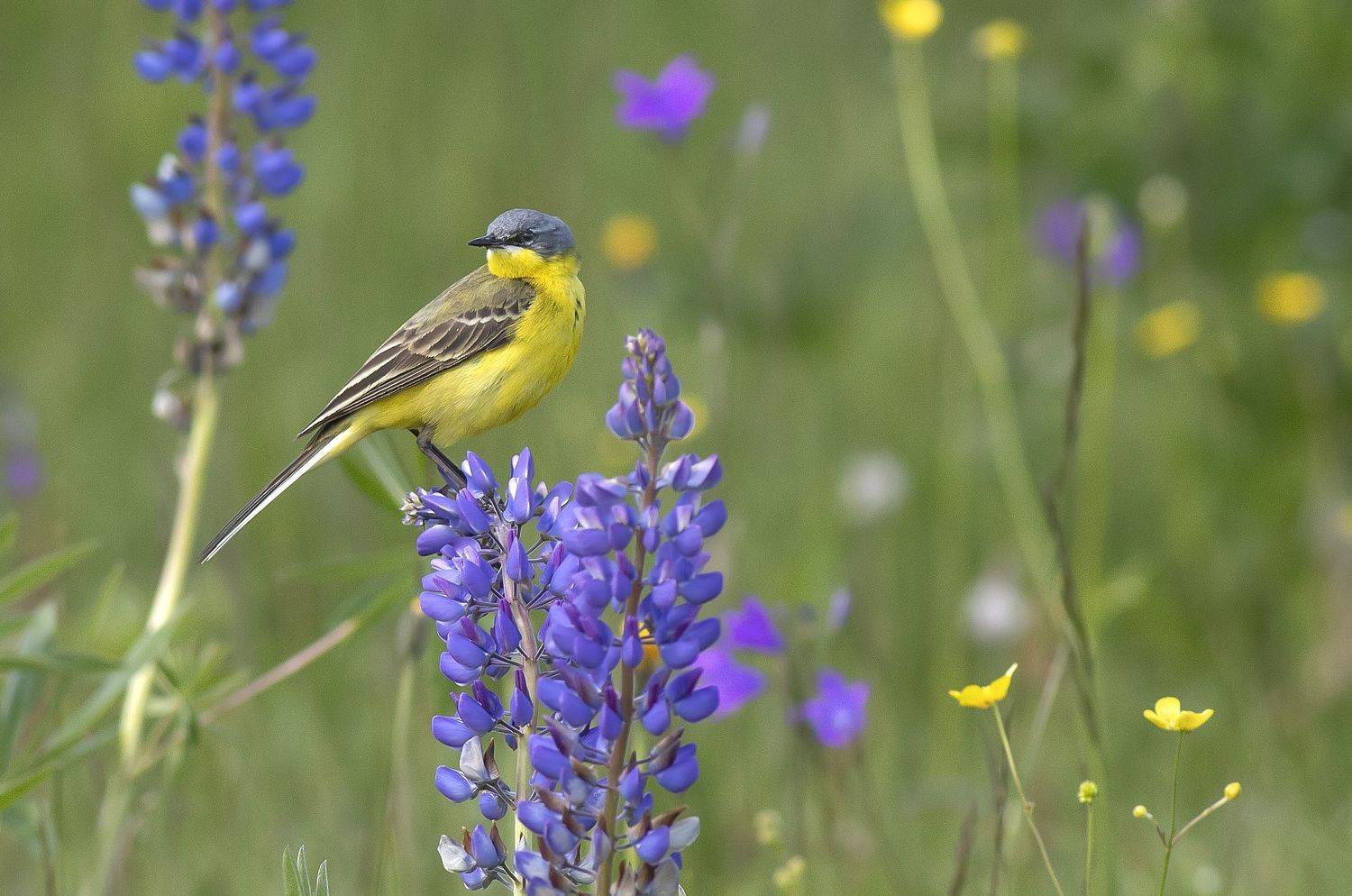 птицы, трясогузки, поле, жёлтая трясогузка, люпин, лето, Широких Александр