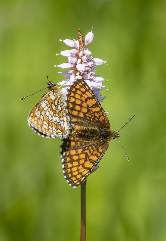 бабочки, летающие цветы, чешуекрылые, луг, лето, горец, аталия Шашечница Аталия на цветах горца болотного фото превью
