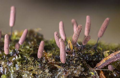 Сосиски в макромире