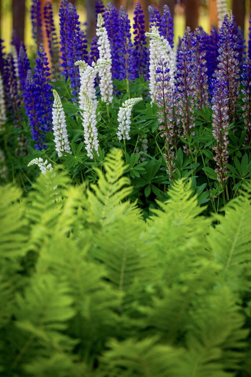 , Сергей Фаренюк