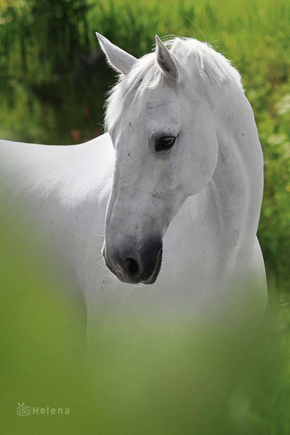 , Helena