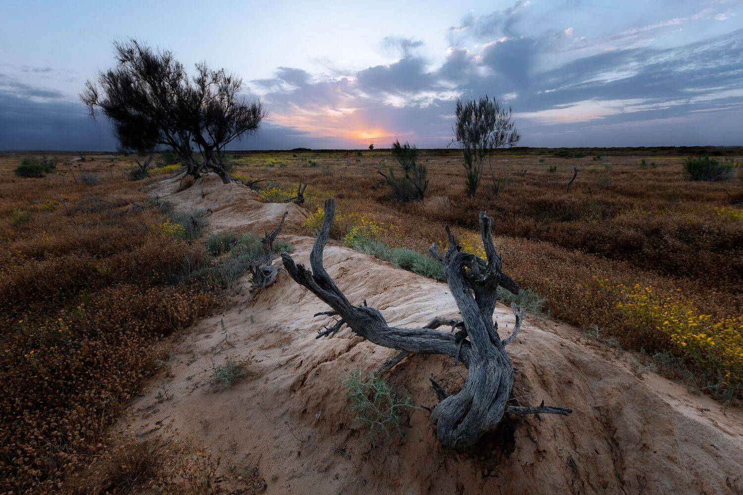 степи, закат, формы, деревья, астраханская область, Рябинин Влад
