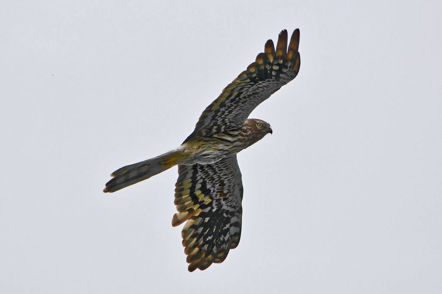 , Гильманов Артур