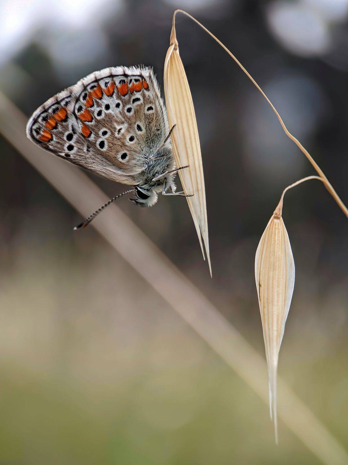 #xiaomi, #mobilephoto, #macro,  #butterfly, #insect, #apexel, #, Rati Qvaraia