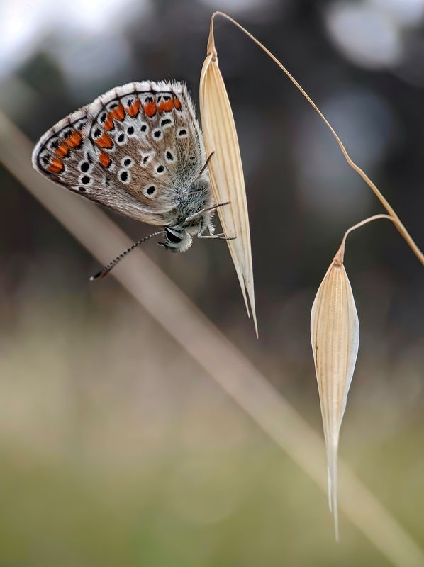 Butterfly фото превью