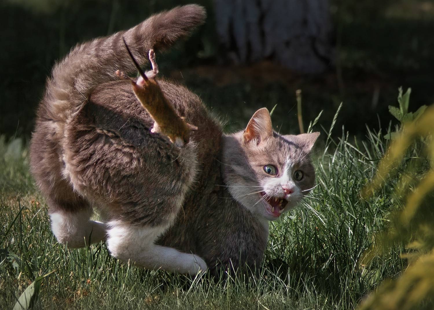 кот, крыса, Eugenijus Kavaliauskas