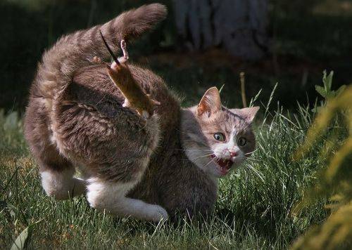 Дошутилясь