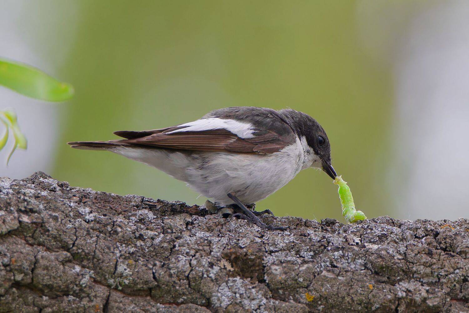 , Гильманов Артур