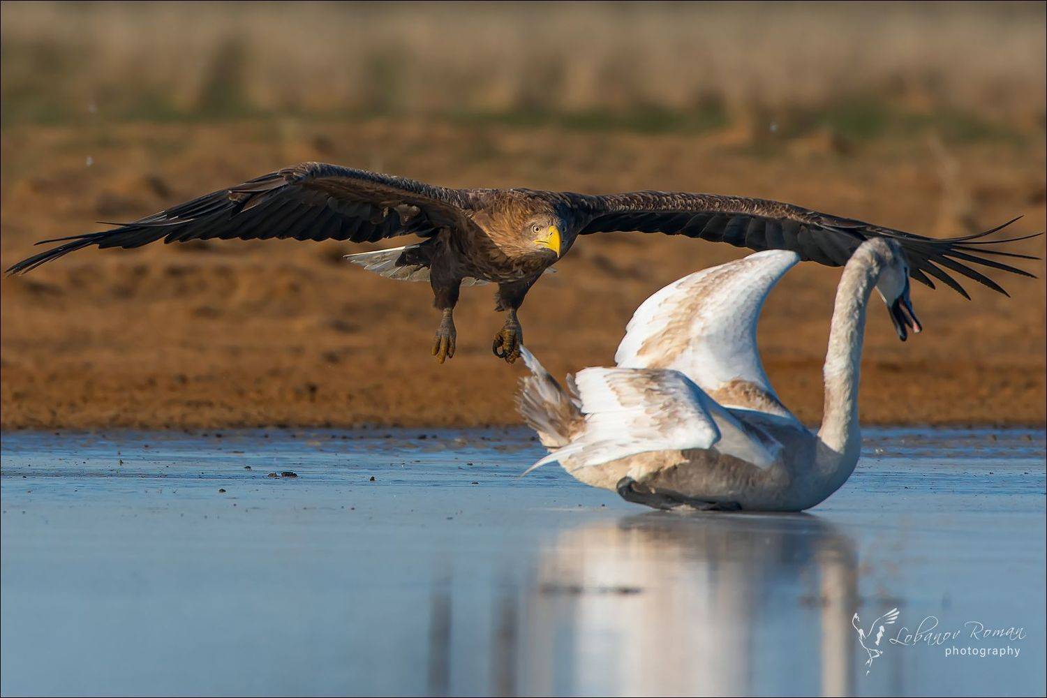 , Роман Лобанов