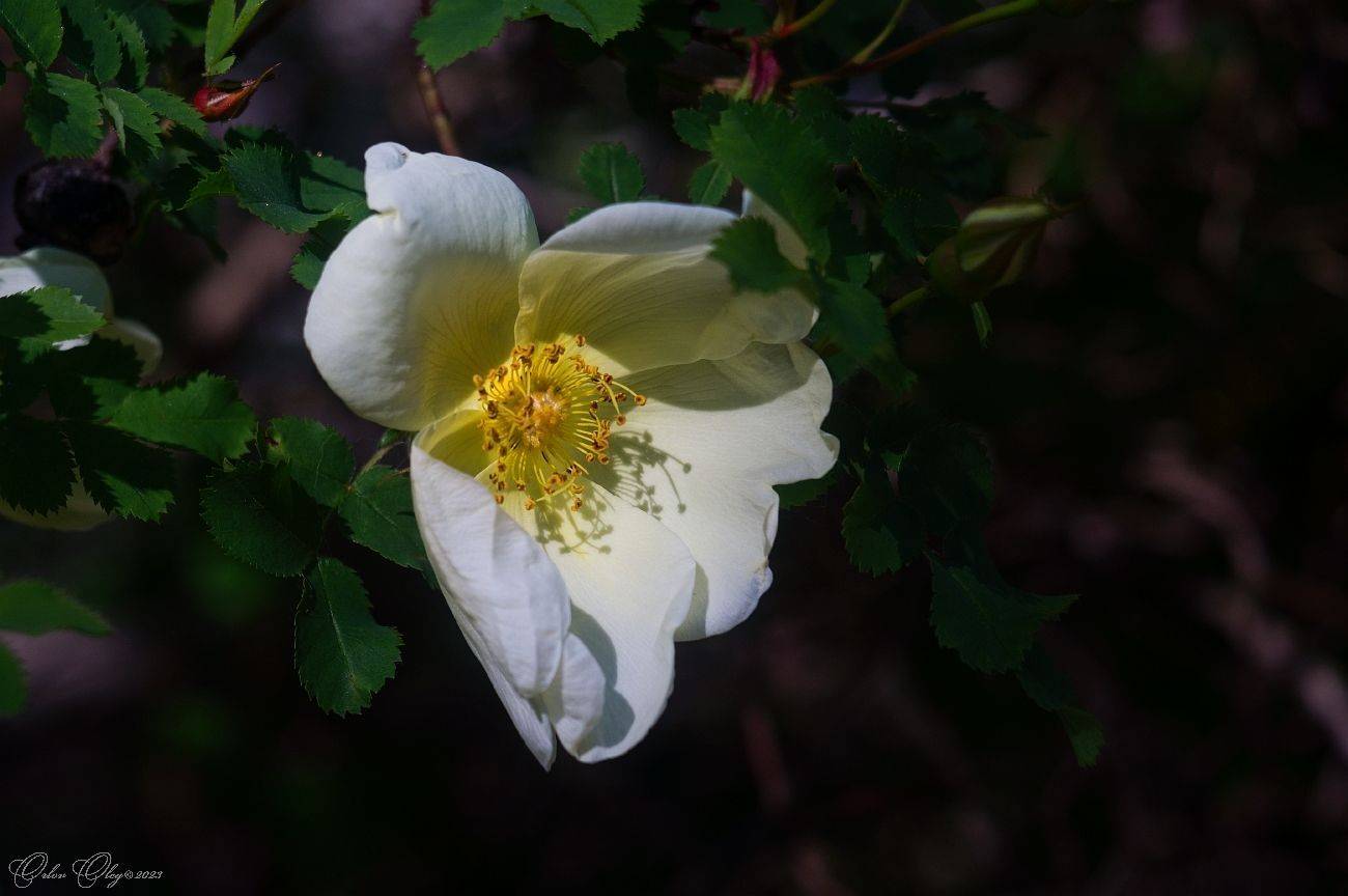 , Орлов Олег