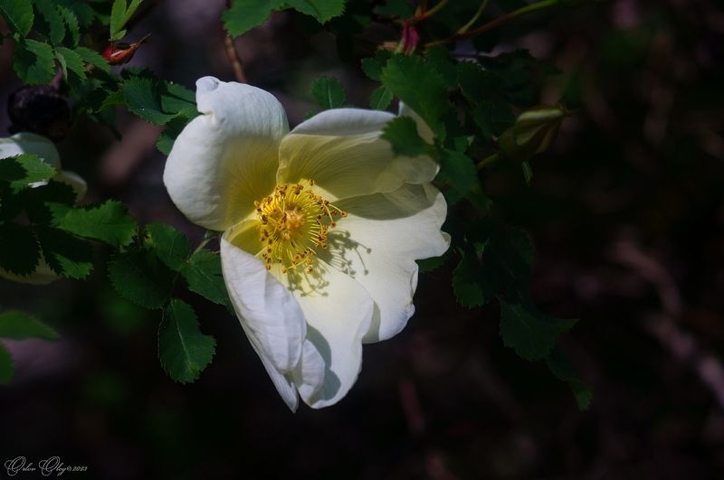 *** фото превью