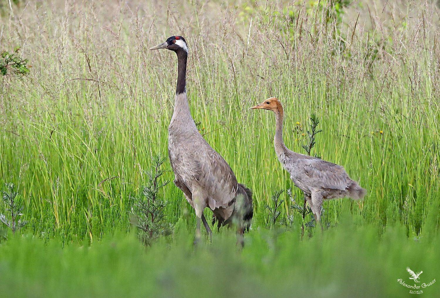 серый журавль., Гусар Александр
