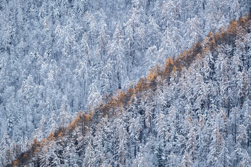 осень, лес, первый снег Линия осени фото превью