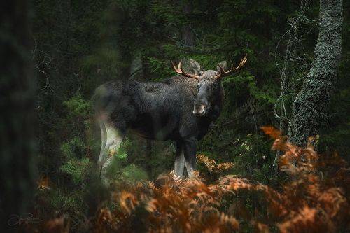 В осеннем лесу