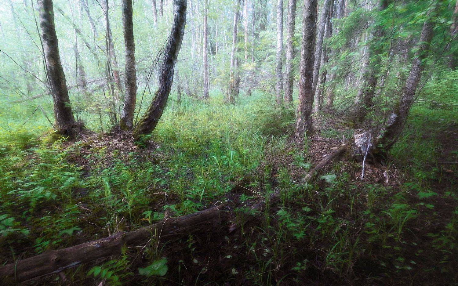лес, весна, деревья, пейзаж, Валерий Вождаев