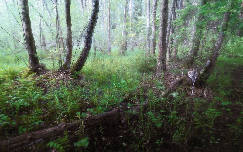 лес, весна, деревья, пейзаж В весеннем лесу фото превью