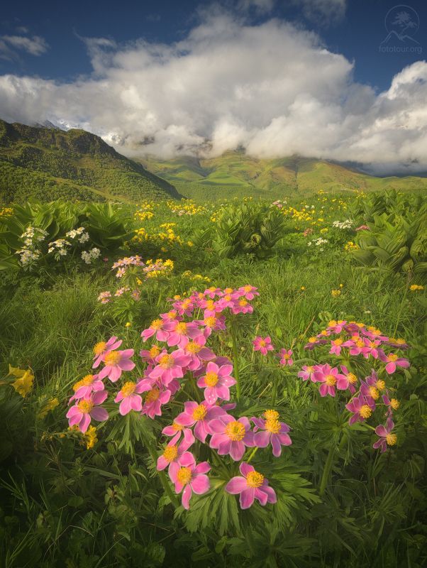 северная осетия, горы, тур по осетии, фототур по осетии Горный цвет фото превью