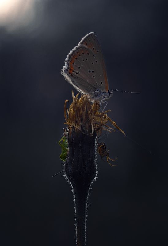 *** фото превью