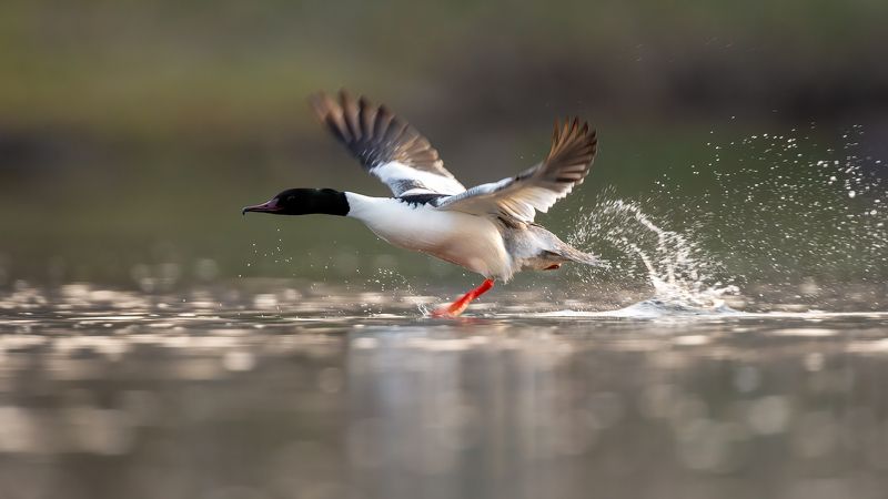 Крохали. фото превью