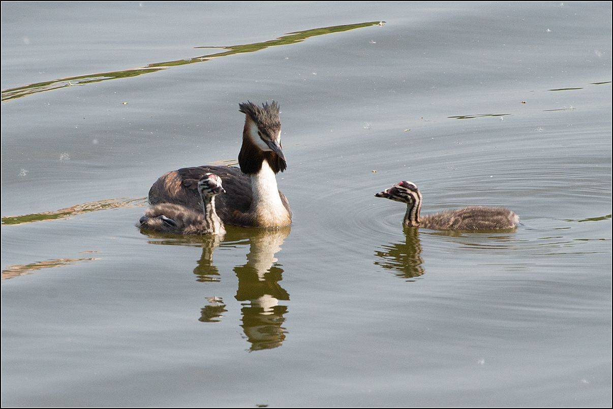 москва, парк, пруд, май, птица, АНАТОЛИЙ ДОВЫДЕНКО