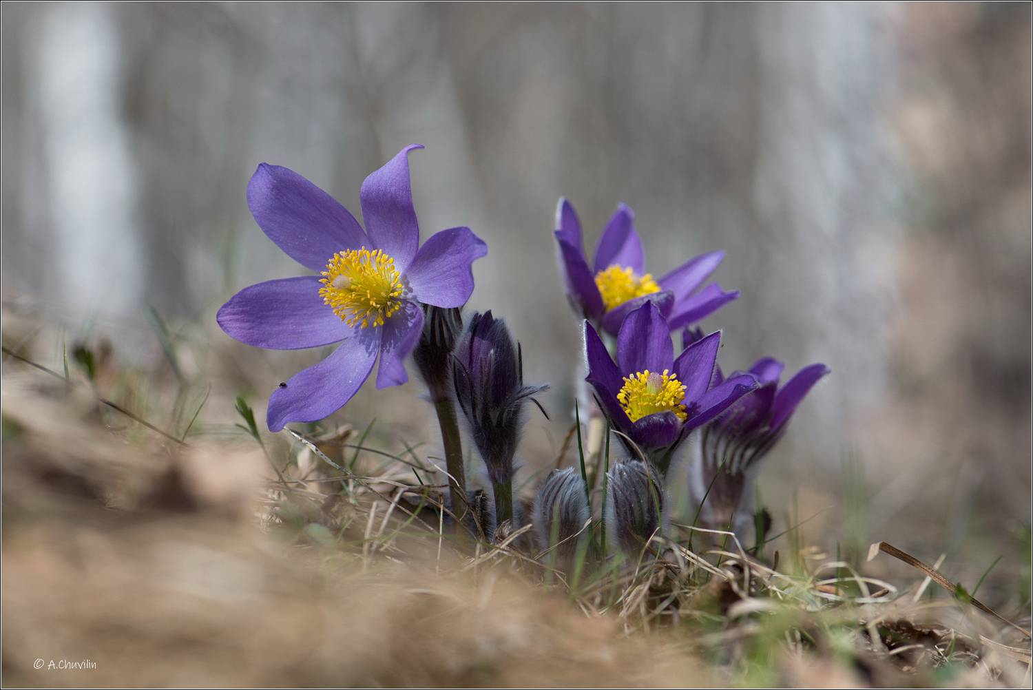 , Александр Чувилин