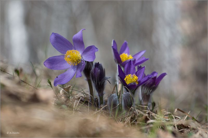 Сон трава фото превью