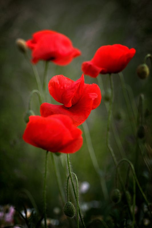 Мак фото превью