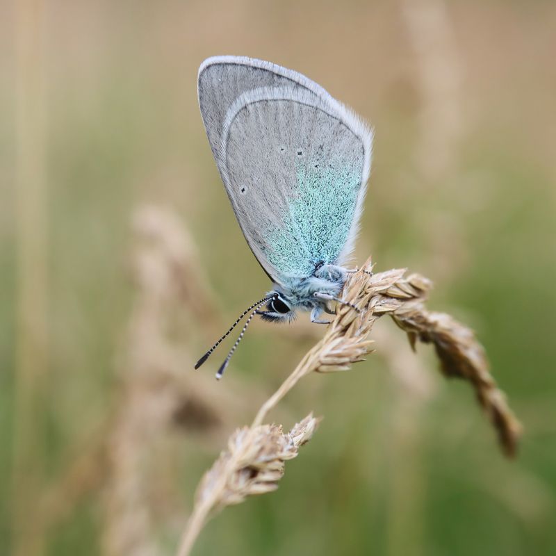Голубянка алексис фото превью