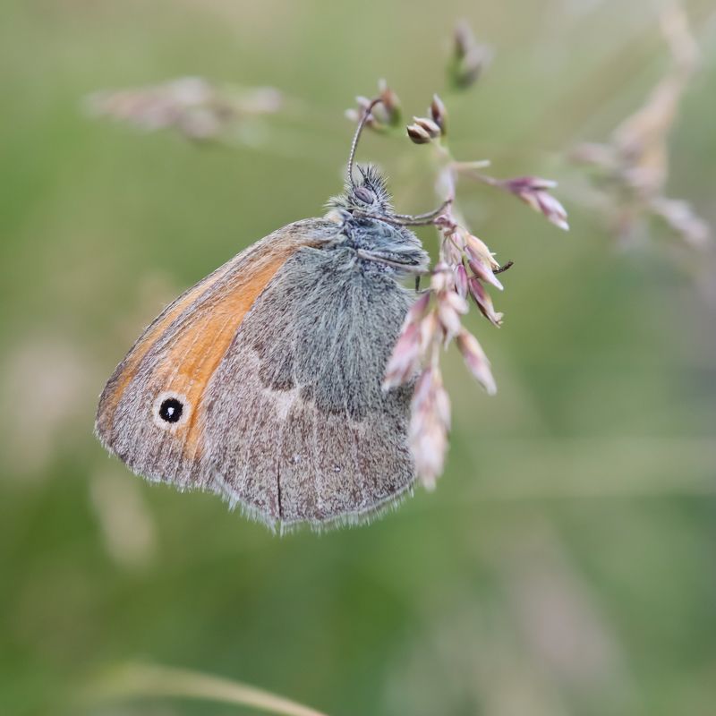 Сенница памфил фото превью