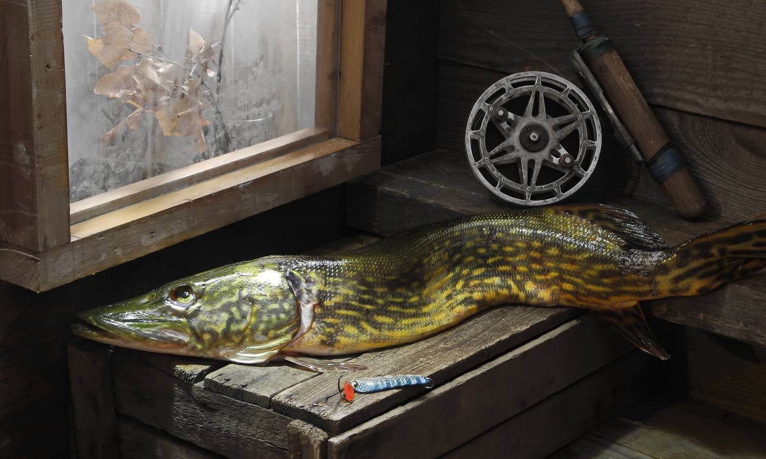щука, судак, окунь, рыба, еда, уха, хобби,, Сергей Фунтовой