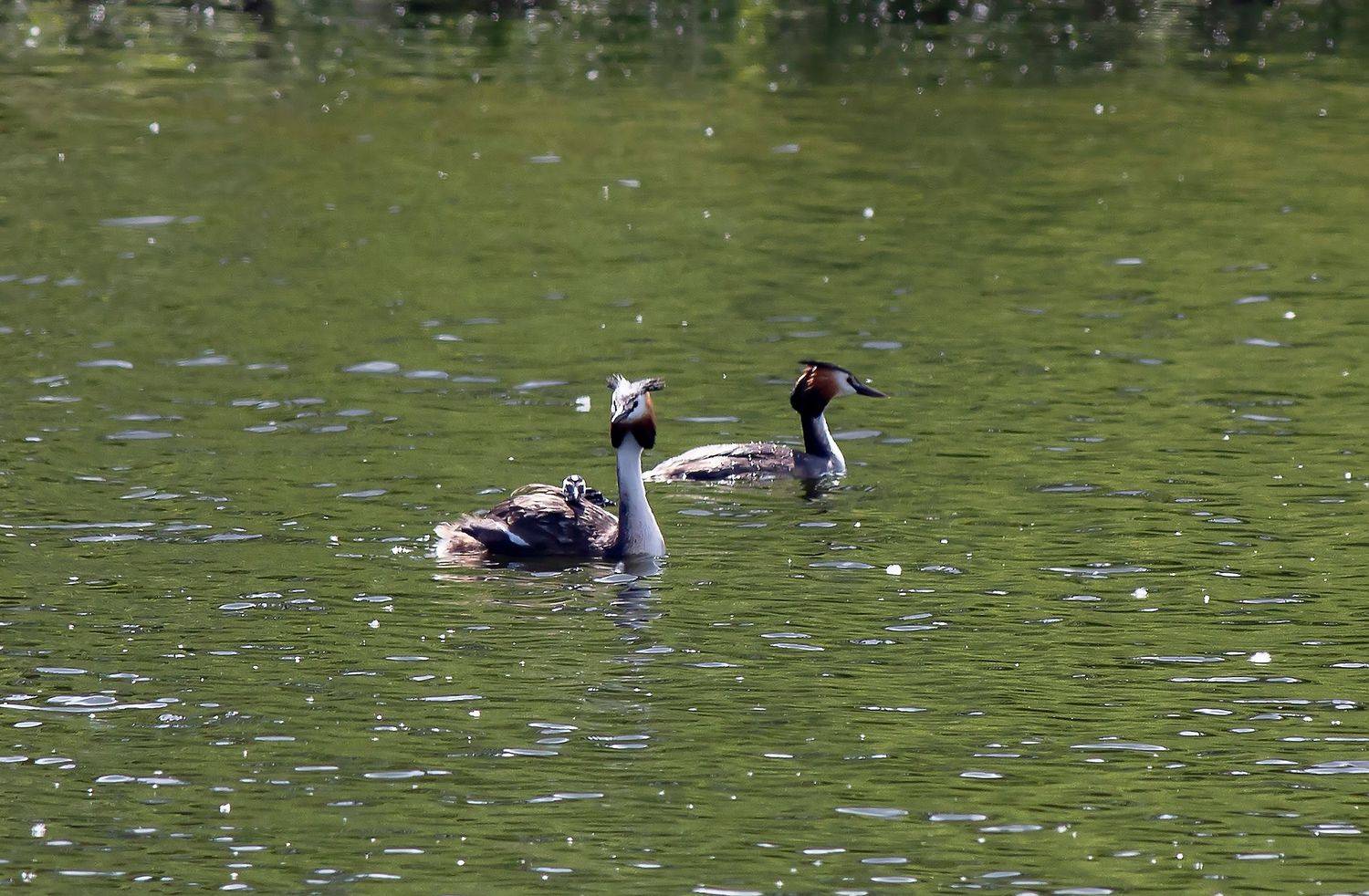 птицы, водоплавающие, чомги, поганки, семья, пруд, лето, птенцы, Широких Александр