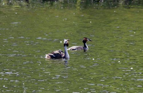 Семья поганок