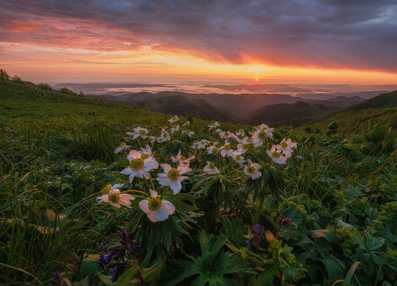 западный кавказ, природный парк большой тхач Когда в горах цветут цветы фото превью